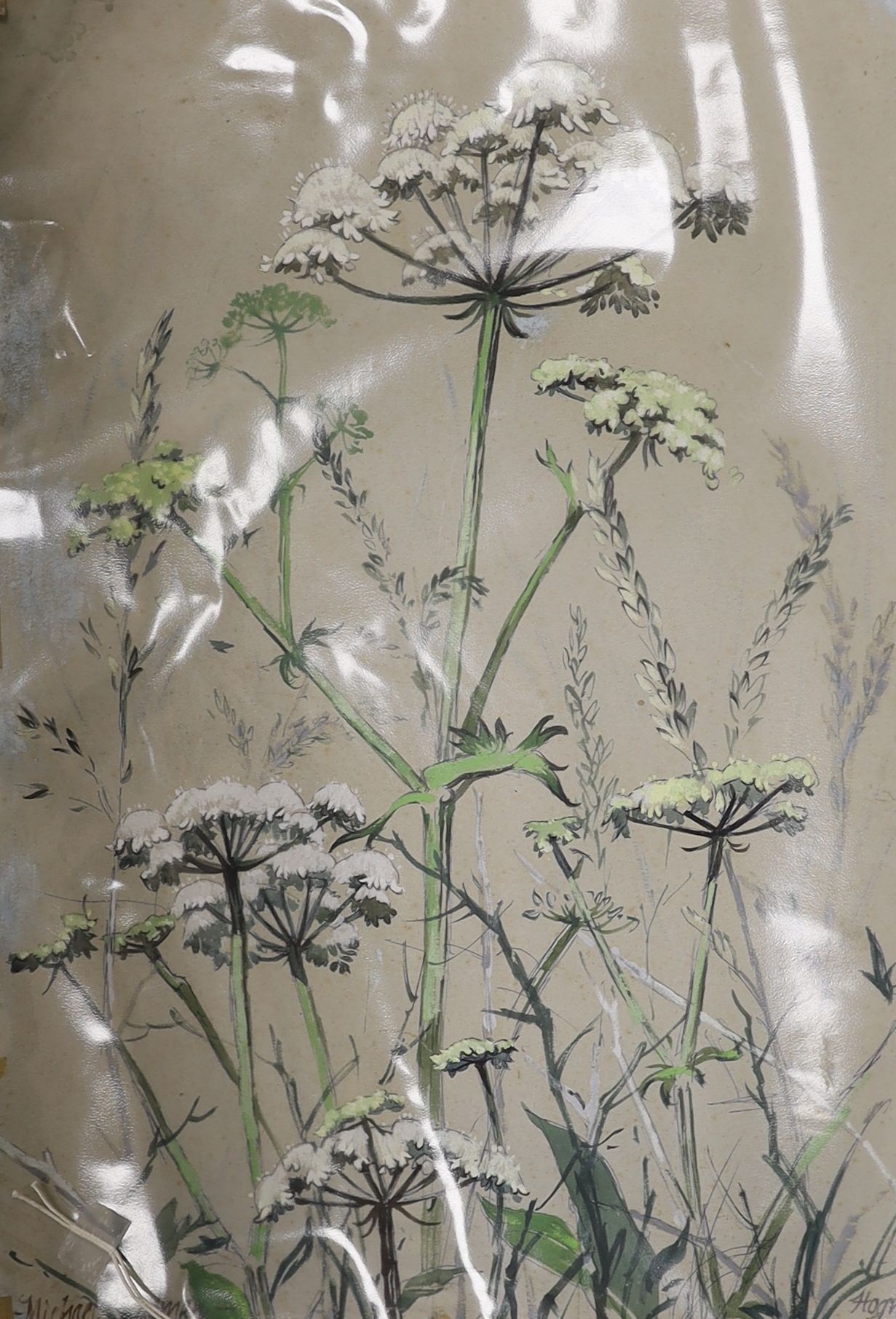 Michael Lawrence Cadman (1920-2010), small group of unframed watercolours, Botanical studies, largest 78 x 58cm
